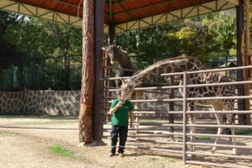 Zürafalar ile bakıcılarının dostluğu şaşırtıyor