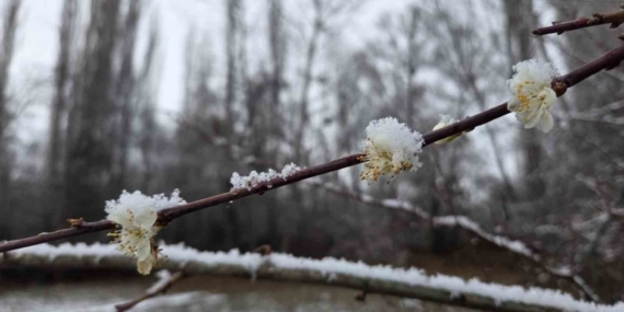 15 gün önce çiçek açan erik ağaçları kar altında kaldı