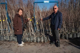 75 üreticiye 3 bin 600 fidan