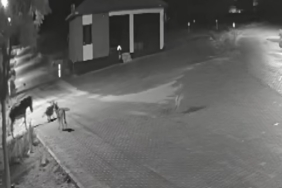 Aç kalan kurtlar mahalleye inerek eşeğe saldırdı