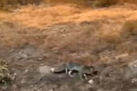 Aç kalan tilki şehir merkezine indi