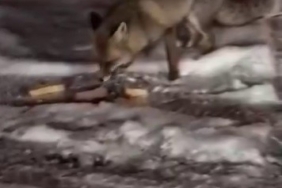 Aç kalan tilkiyi elleriyle besledi