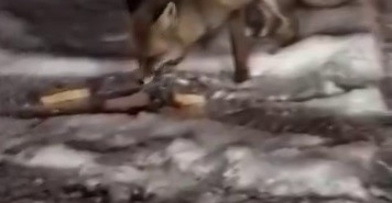 Aç kalan tilkiyi elleriyle besledi