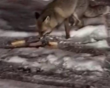 Aç kalan tilkiyi elleriyle besledi