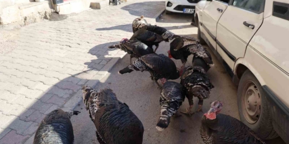 Adana’da ilginç görüntü: Hindiler çarşıda gezdirilerek satılıyor