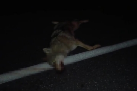 Adilcevaz’da araçların çarptığı kurt telef oldu