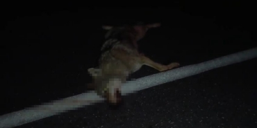 Adilcevaz’da araçların çarptığı kurt telef oldu