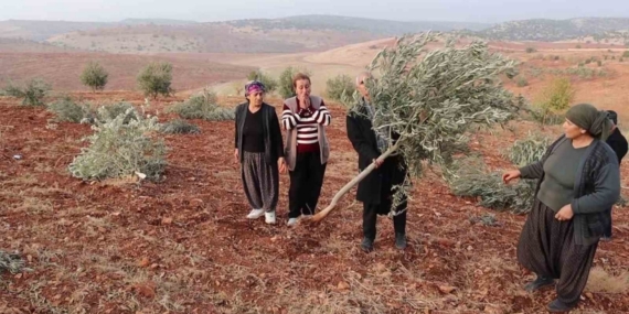 Adıyaman’da 10 bin ağaç kırılarak yok edildi