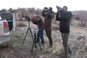 Adıyaman’da yaban keçileri tek tek sayılıyor