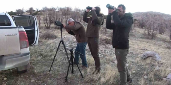 Adıyaman’da yaban keçileri tek tek sayılıyor