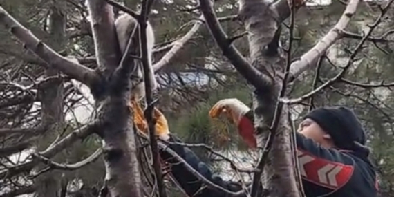 Ağaçta mahsur kalan kedi kurtarıldı