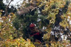 Ağaçta mahsur kalan şahini itfaiye kurtardı