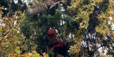 Ağaçta mahsur kalan şahini itfaiye kurtardı