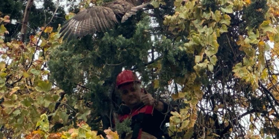 Ağaçta mahsur kalan şahini itfaiye kurtardı