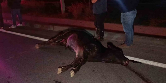 Ağıldan kaçan inek, araçların çarpması sonucu telef oldu