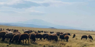 Ağrı’da ılıman iklim kış besicilerin yüzünü güldürdü