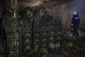 Alanya’da muz sarartma tesisinde yangın: Tonlarca muz zarar gördü