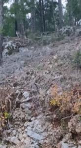 Alanya’da yerleşim alanına yakın bölgede kurt görüntülendi