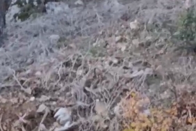 Alanya’da yerleşim alanına yakın bölgede kurt görüntülendi