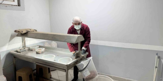 Alaplı’da fındık kavurma tesisleri taleplere yetişemiyor