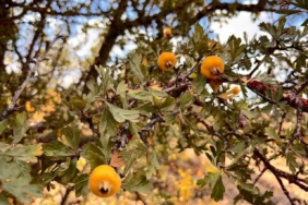 Alıç meyvesine vatandaşlar ilgi gösteriyor