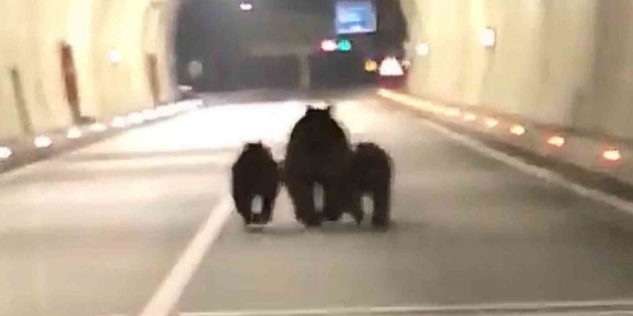 Amasra tünelinde 3 ayı görüntülendi