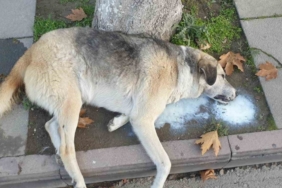 Amasya’da şehrin göbeğinde köpek ve kediler ölü bulundu