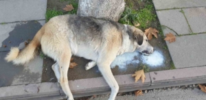 Amasya’da şehrin göbeğinde köpek ve kediler ölü bulundu