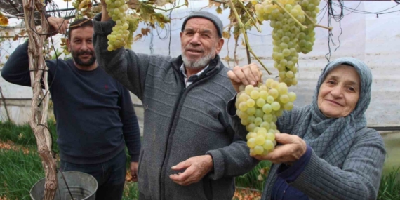 Amasyalı Feruziye nine serada kışın üzüm yetiştirip satıyor
