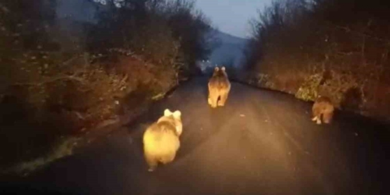 Anne ayı ve yavruları kamerada