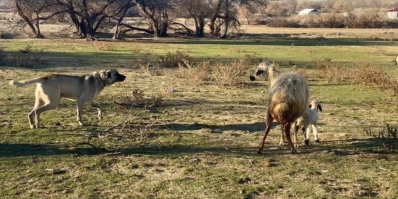 Anne koyun kuzusunu korumak için köpeğe karşı siper oldu