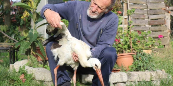 Annesinin yuvadan attığı leyleğe, mahalleli anne ve baba oldu