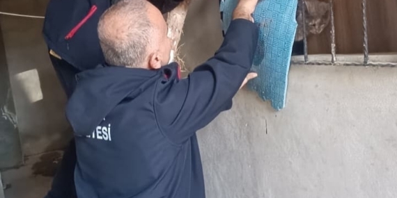 Antakya’da kedi kurtarma operasyonu