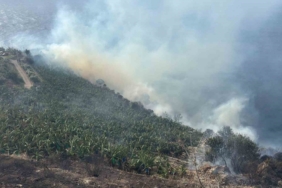 Antalya’da muz bahçesinde yangın