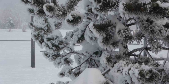 Ardahan’da dondurucu soğuklar etkisini artırdı: Ağaçlar kırağı tuttu