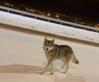 Ardahan’da şehre inen kurt görüntülendi