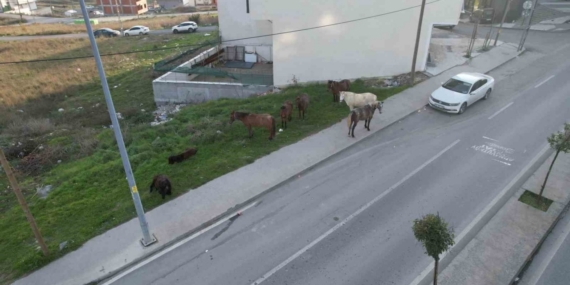 Arnavutköy’de başıboş gezen atlar tehlike saçıyor