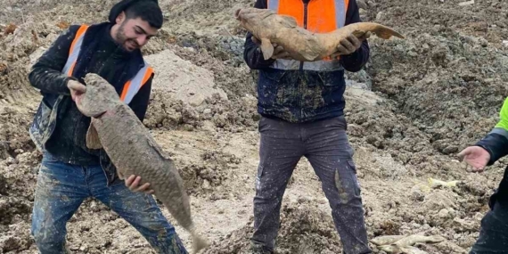 Arnavutköy’de İBB’nin döküm sahasına çevirdiği Mavi Göl’de balıklar can çekişiyor