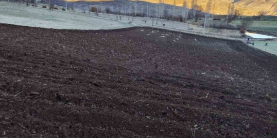 Arpalar kar yağmadan toprakla buluşuyor