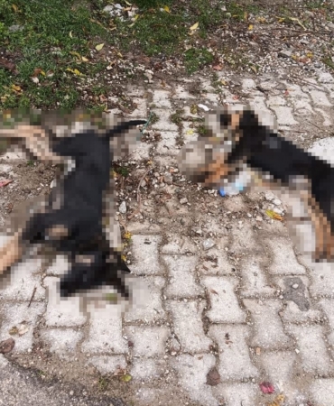 Art arda yaşanan köpek ölümleri sonrası muhtardan Yalvaç Belediyesi’ne tepki