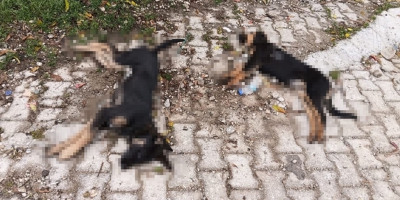 Art arda yaşanan köpek ölümleri sonrası muhtardan Yalvaç Belediyesi’ne tepki