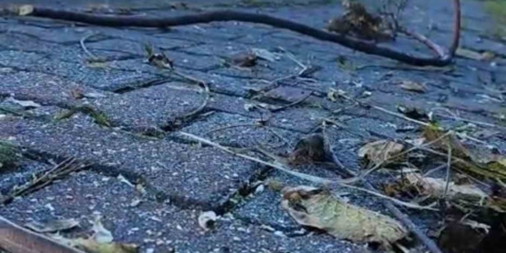 Artvin’in ardından Trabzon’da da yılanlar kış uykusuna yatmadı