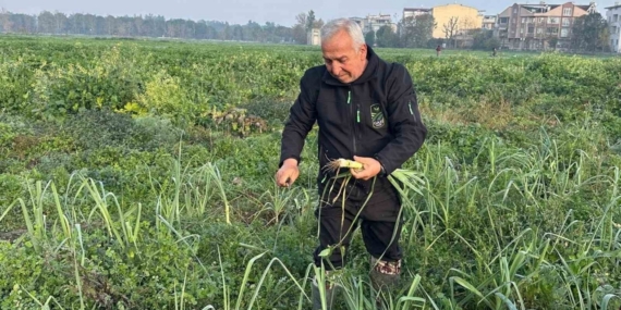 Ata tohumundan ilaç kullanılmadan üretiliyor, Kent Lokantası’ndaki yemeklerde kullanılıyor