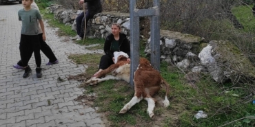 Aydınlatma direğine sıkışan buzağıyı itfaiye ekipleri kurtardı