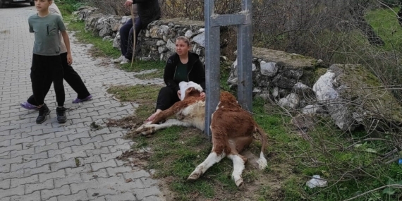 Aydınlatma direğine sıkışan buzağıyı itfaiye ekipleri kurtardı
