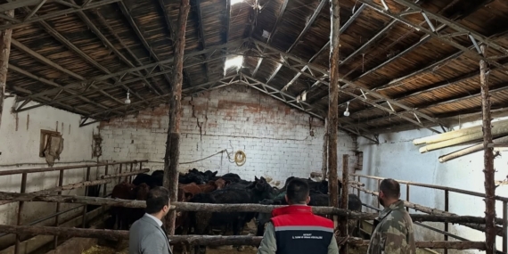 Aydıntepe’de hayvancılığa destek projesinde ilk hayvan teslimi yapıldı