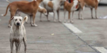 Bağdat’ta 19 binden fazla başıboş köpek itlaf edildi