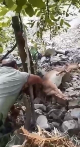 Bahçede uyuyakalan yaban keçisini "Kalk kızım" diyerek uyandırdı