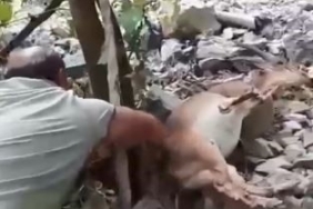 Bahçede uyuyakalan yaban keçisini "Kalk kızım" diyerek uyandırdı