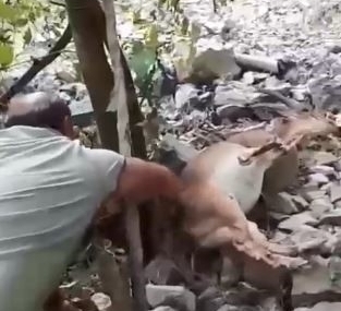 Bahçede uyuyakalan yaban keçisini "Kalk kızım" diyerek uyandırdı